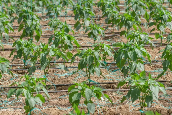 Plantas de pimenta — Fotografia de Stock
