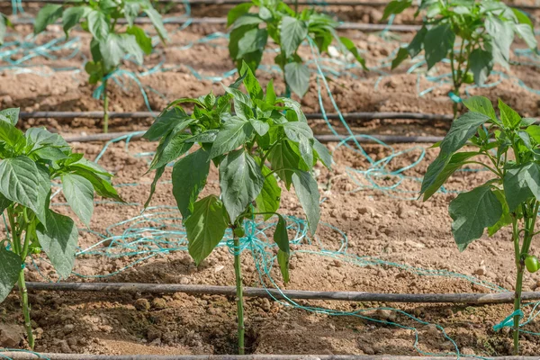 Pepper Plants — Stock Photo, Image