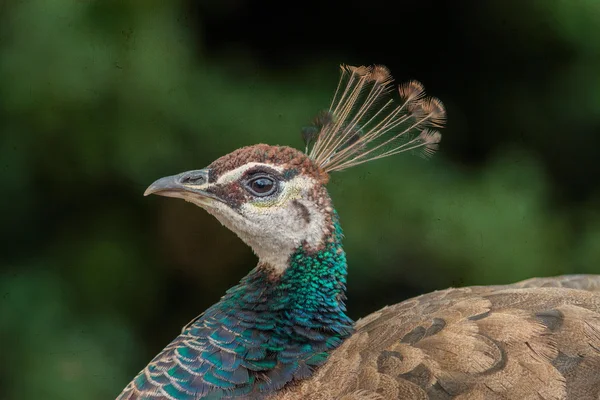 Pfau — Stockfoto