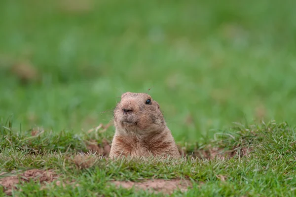 Porco-terrestre — Fotografia de Stock