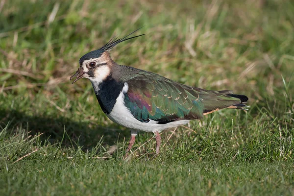 Lapwing settentrionale — Foto Stock