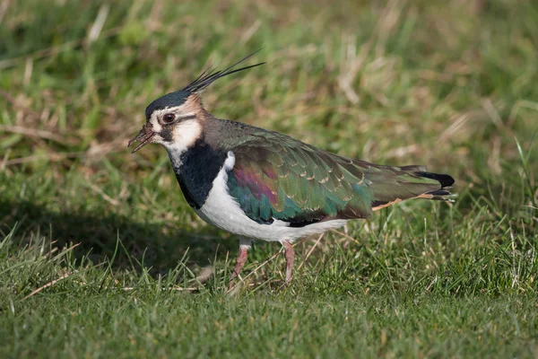 Northern Lapwing — Stock Photo, Image