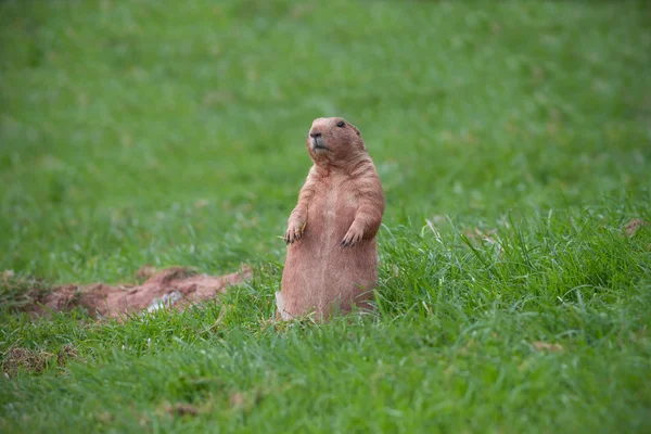 Marmota — Fotografia de Stock