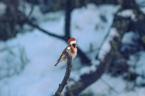 Christmas Bird — Stock Photo, Image