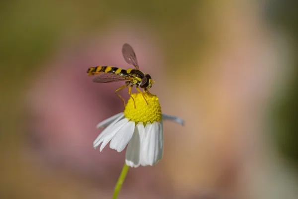 Frühling — Stockfoto