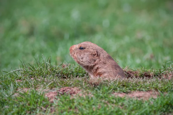 Präriehundar — Stockfoto