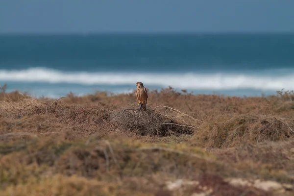 Kestrel — Stock fotografie