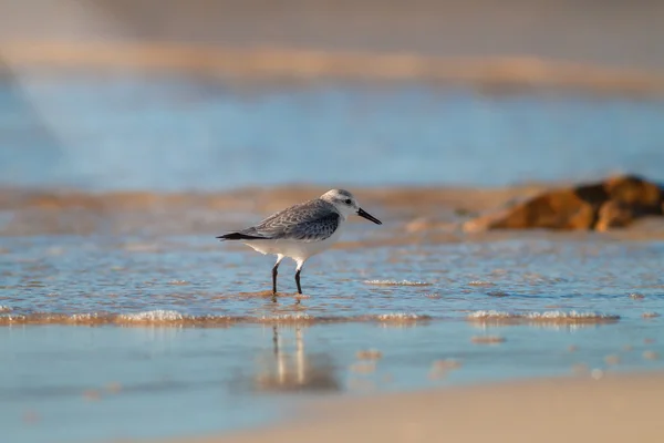 Wasserläufer — Stockfoto