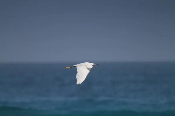 Egret — Stock fotografie