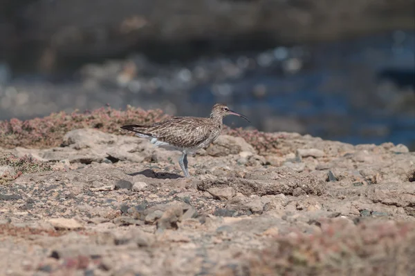 Curlew nieletnich — Zdjęcie stockowe