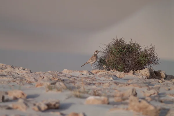 Lark in Desert — Stock Photo, Image