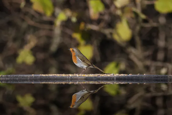 Robin europeo — Foto Stock