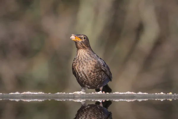 Kvinnliga blackbird — Stockfoto