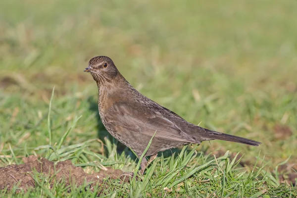 Oiseau noir — Photo