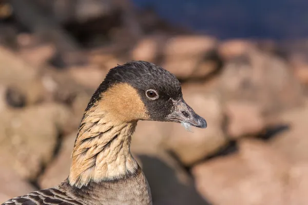 Hawaiian Goose — Stock Photo, Image