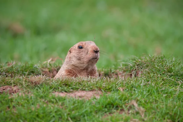 Marmota — Fotografia de Stock