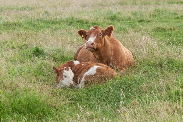 Parent Cow — Stock Photo, Image