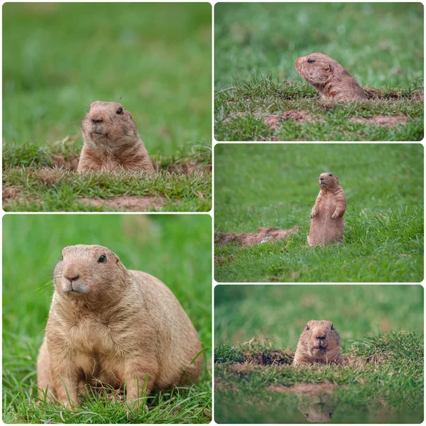 Marmota — Fotografia de Stock