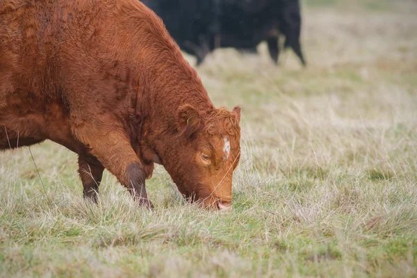 Grazing Cow — Stock Photo, Image