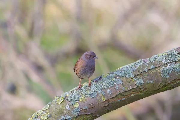 Dunnock... — Fotografia de Stock