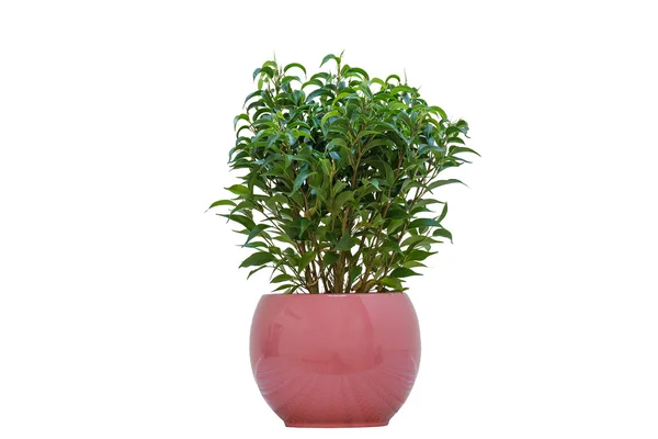 Small Plant — Stock Photo, Image