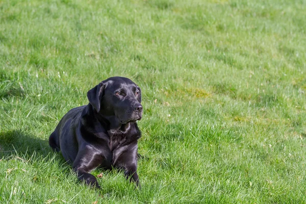 Black Labrador — Stock Photo, Image