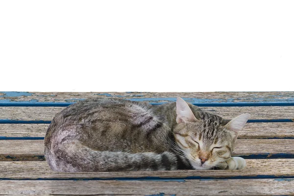 Sleeping Cat — Stock Photo, Image