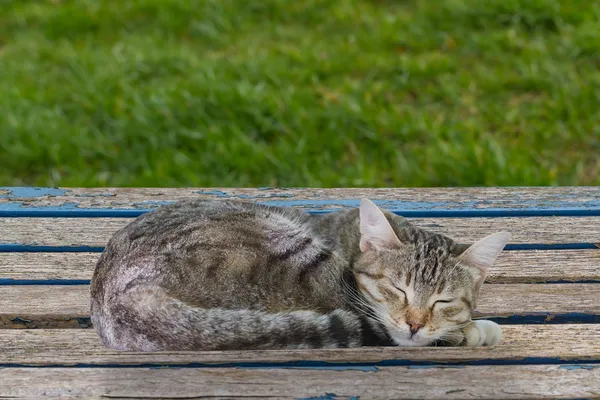 Sleeping Tabby Cat — Stock Photo, Image