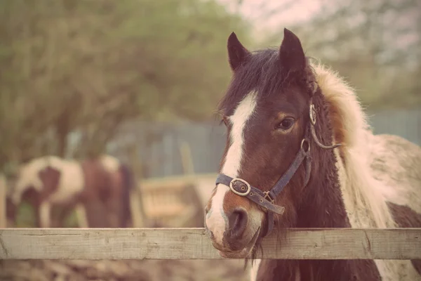 Cavalo — Fotografia de Stock