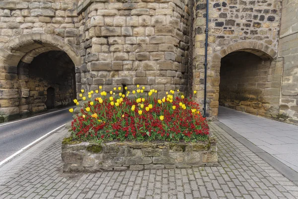 Yellow Tulips — Stock Photo, Image