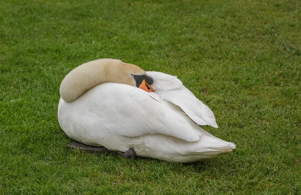 Resting Swan — Stock Photo, Image
