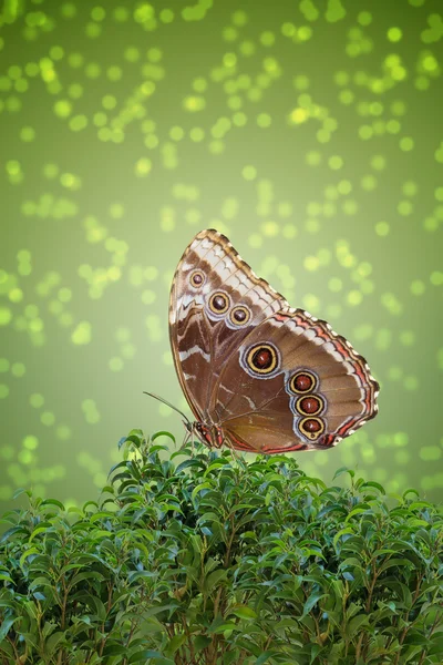 Mariposa marrón — Foto de Stock