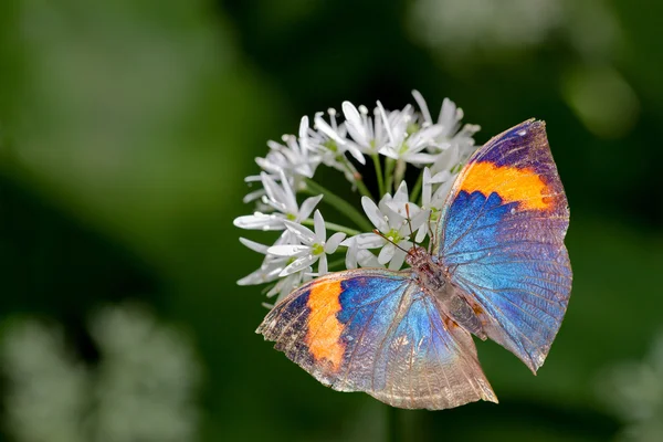 Ölü yaprak kelebek — Stok fotoğraf