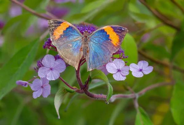 Coloful motyl — Zdjęcie stockowe