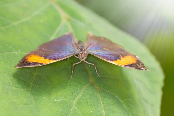 Borboleta de repouso — Fotografia de Stock