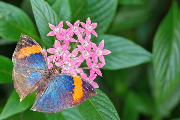 Oranje eikenblad vlinder — Stockfoto