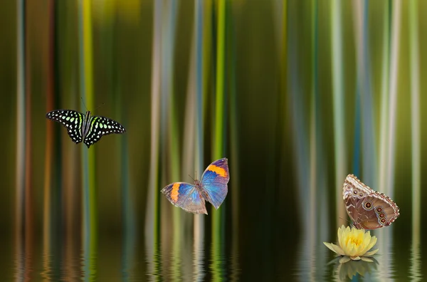 Lilly and Butterflies — Stock Photo, Image