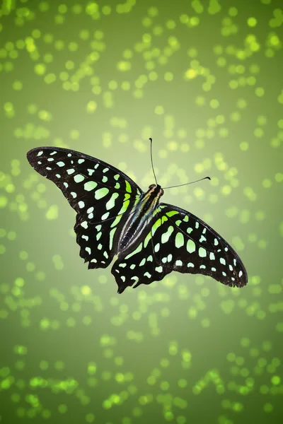 Flying Butterfly — Stock Photo, Image