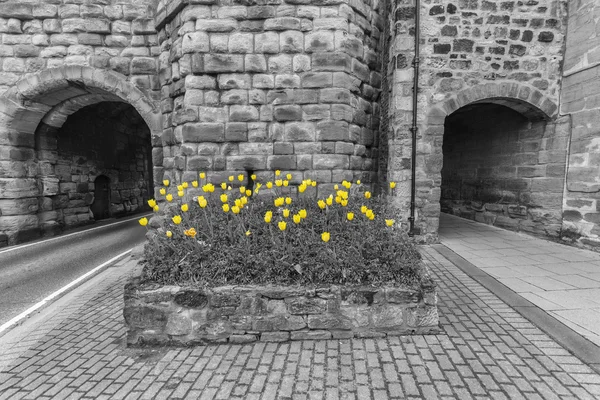 Tulipani gialli — Foto Stock