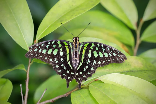 Staart jay vlinder — Stockfoto