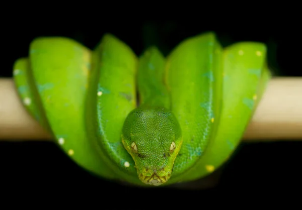 Pitón verde del árbol — Foto de Stock