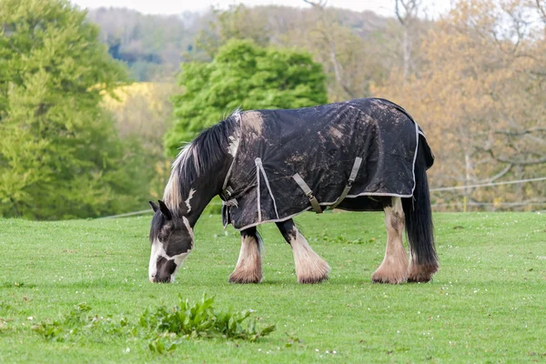 Grazende paard — Stockfoto