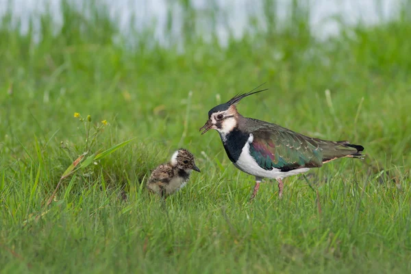 Northern Lapwing — Stock Photo, Image