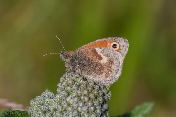 Heide-Schmetterling — Stockfoto