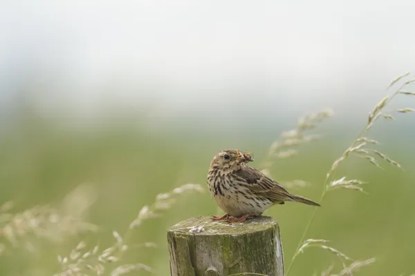 Pipit prado Mouthful — Fotografia de Stock