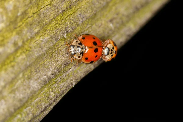 Mating Ladybugs — Stock Photo, Image
