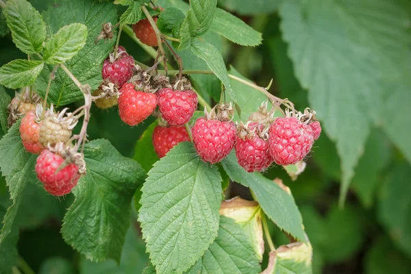 Raspberry Bush — Stock Photo, Image