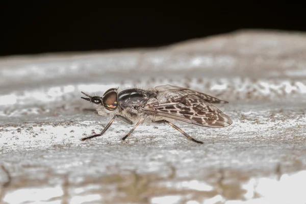 Häst flyga — Stockfoto