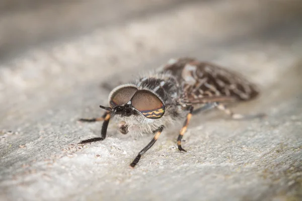 Häst flyga — Stockfoto