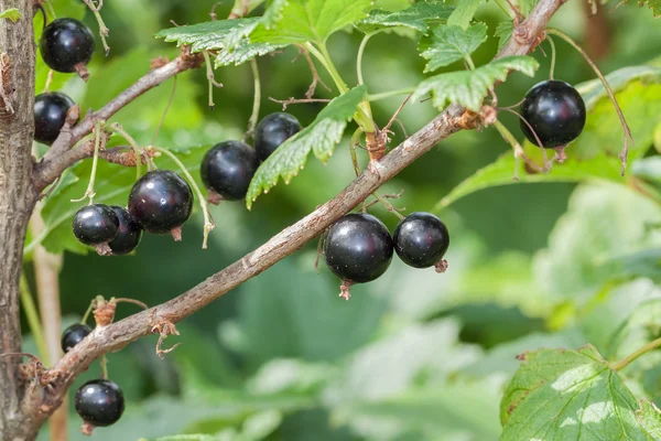 Blackcurrant — Stock Photo, Image